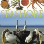 Seashore